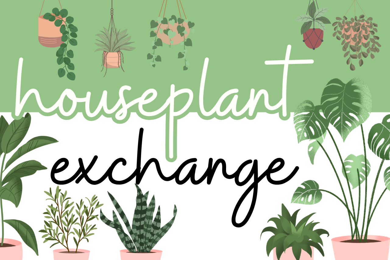 A green background with images of houseplants.